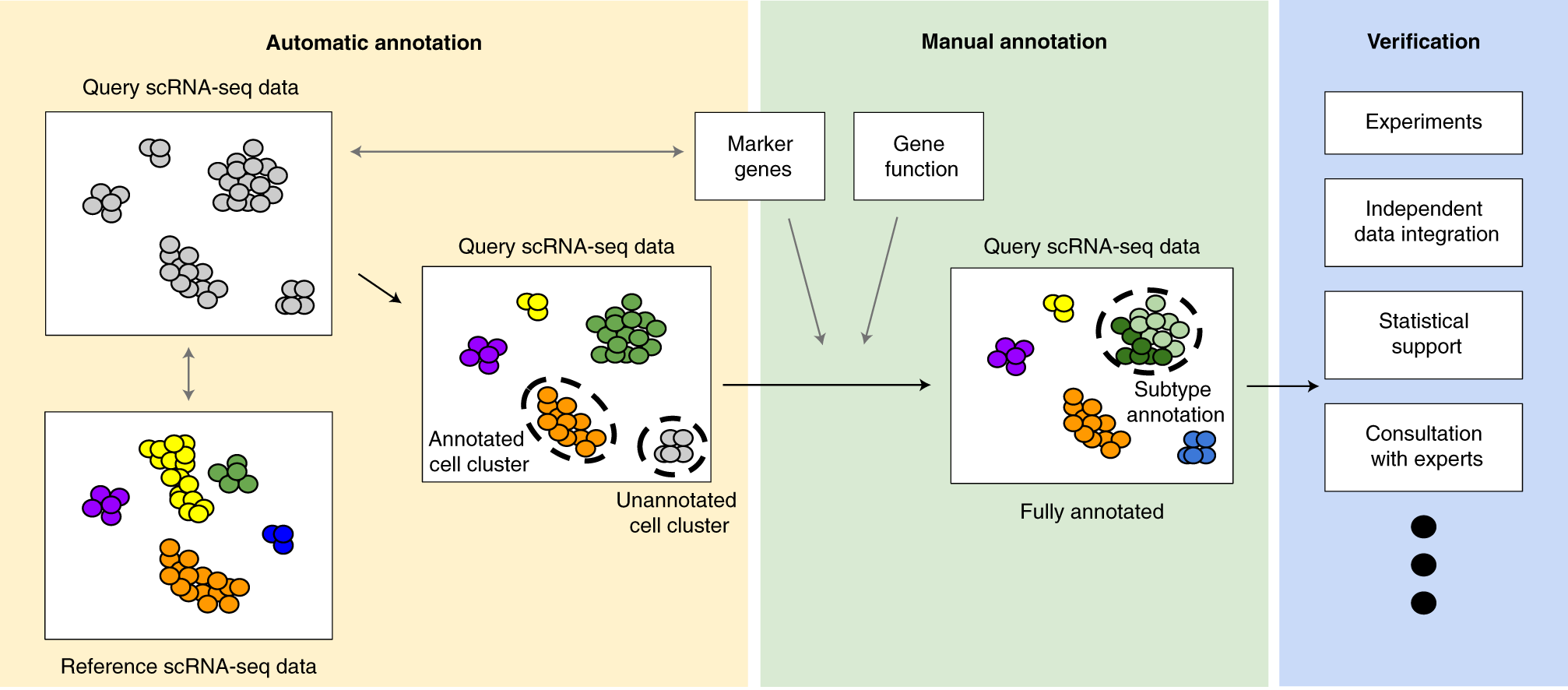 Fig. 2: Cell annotation workflow.