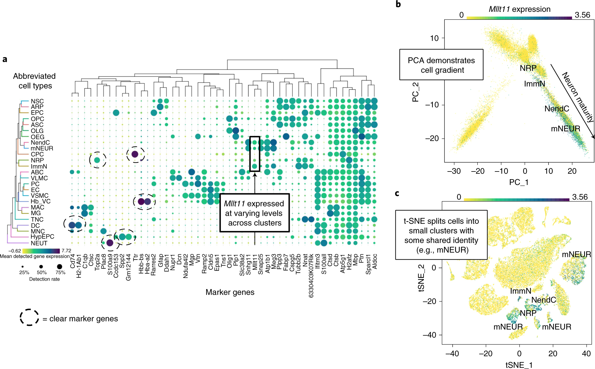 Fig. 6: How to identify and visualize a cell-type gradient.