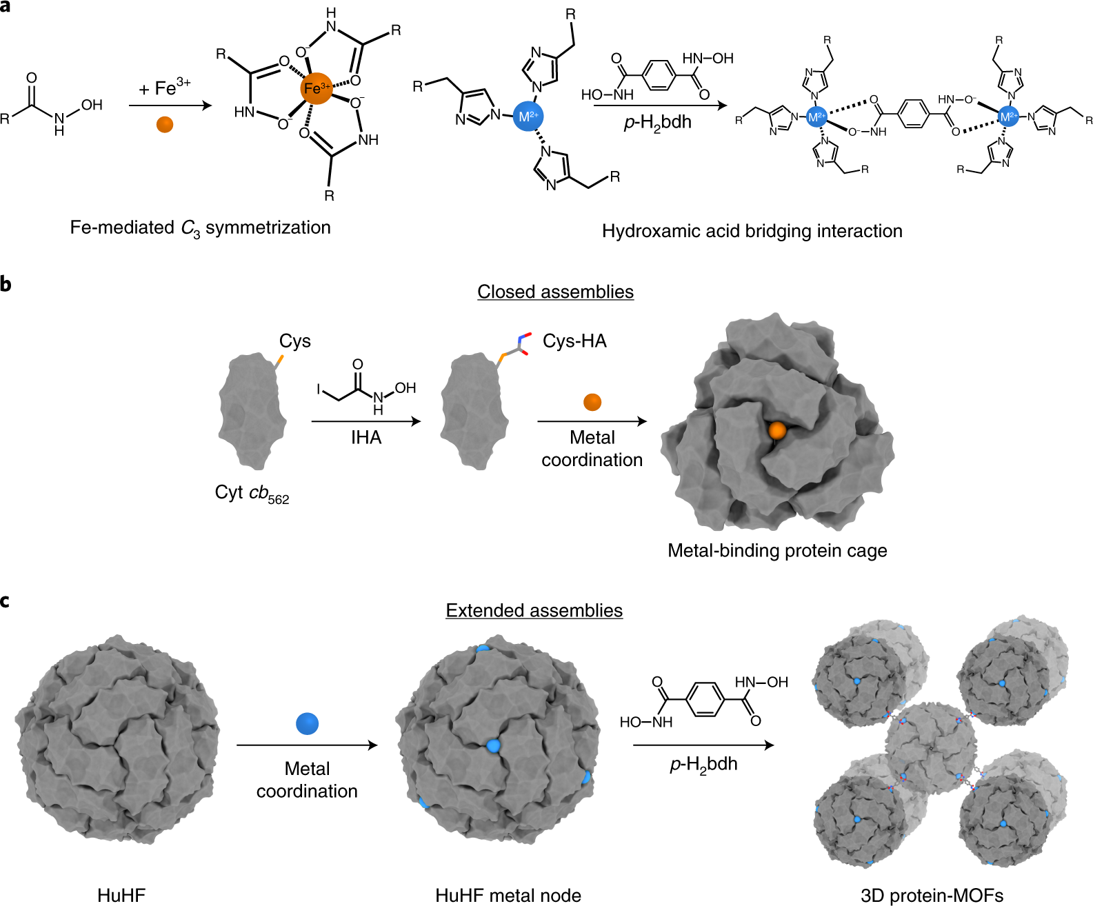 Fig. 1: HA-mediated protein self-assembly.
