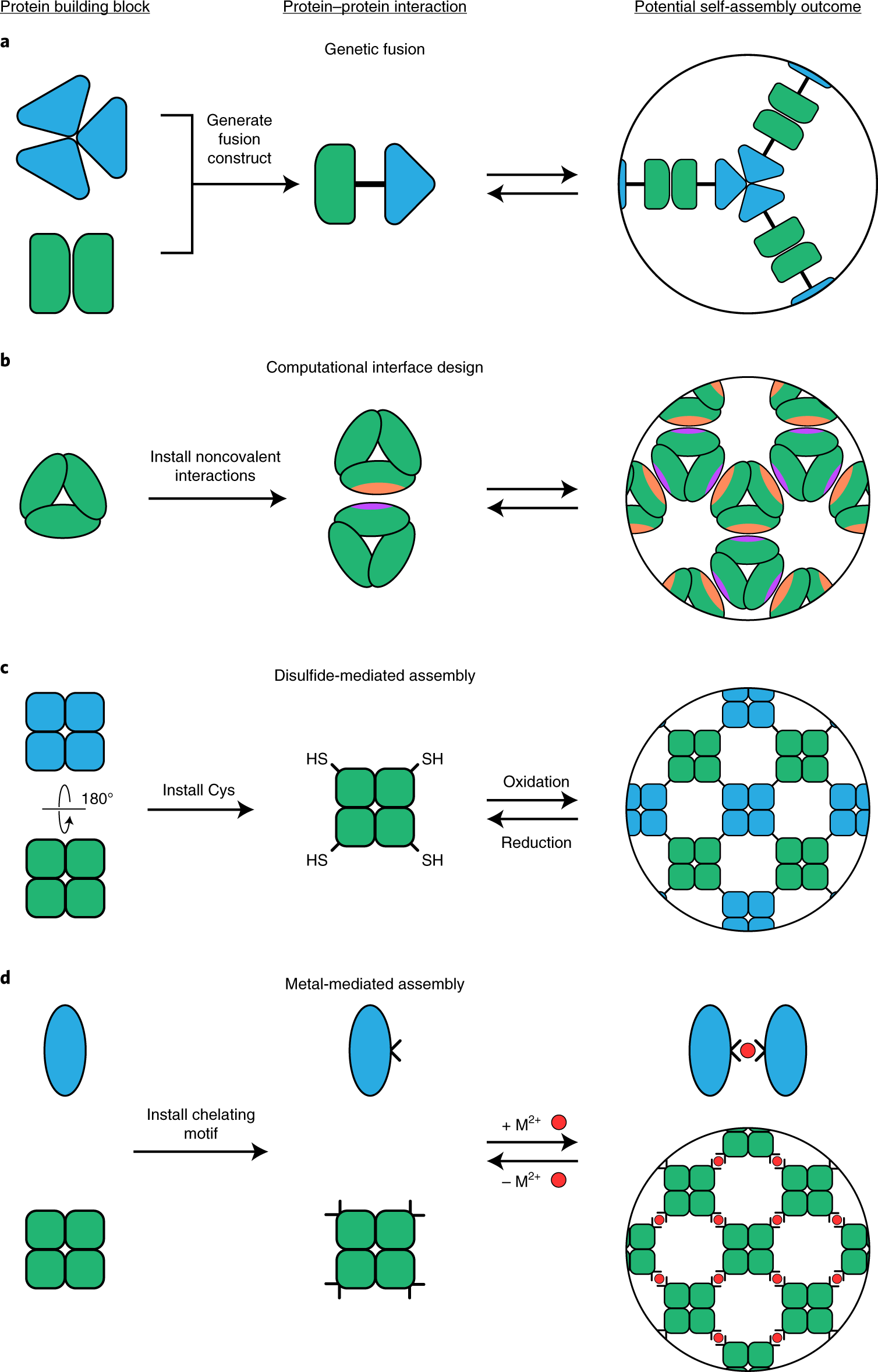 Fig. 2: Design strategies for de novo protein self-assembly.