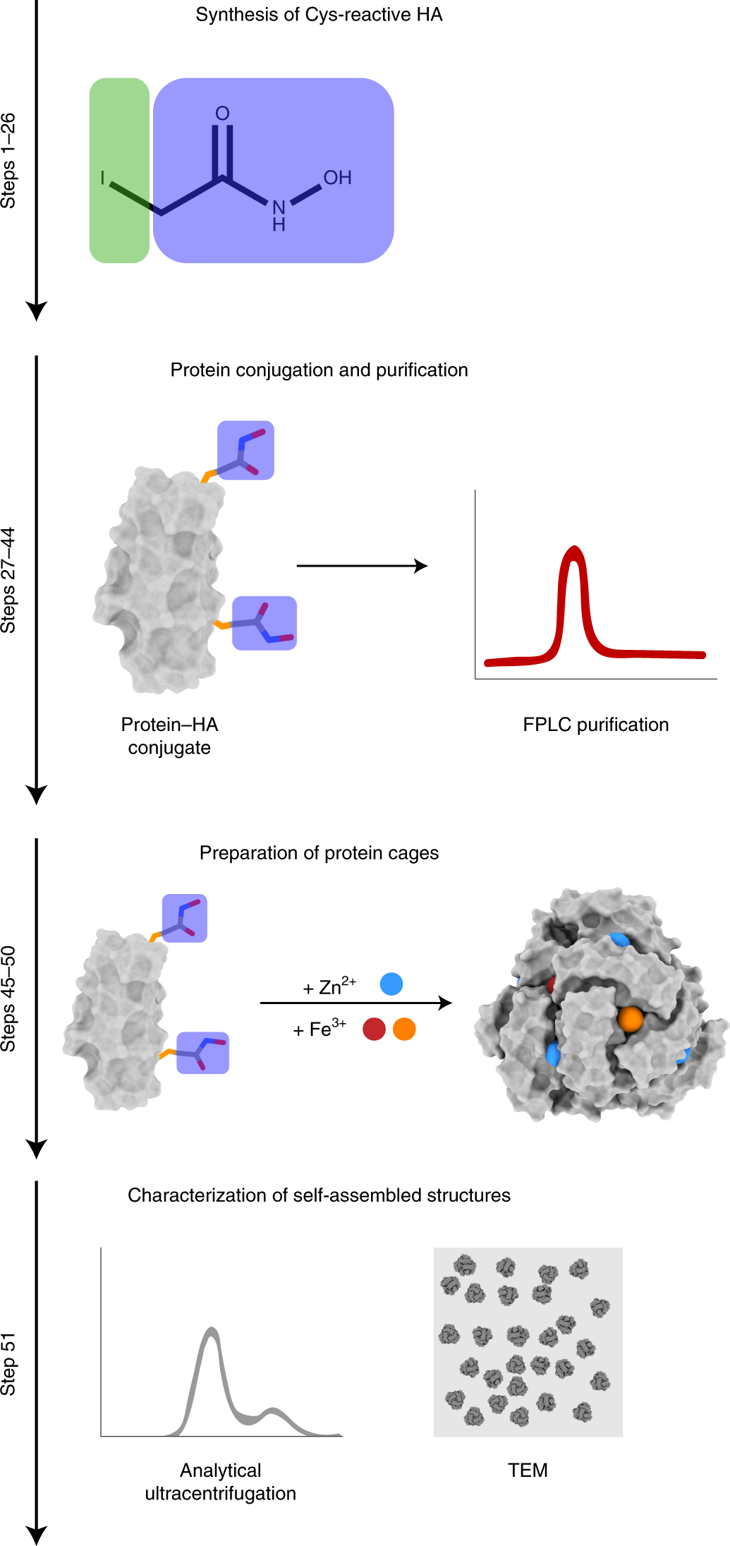 Fig. 3: Experimental overview for the generation of HA-mediated protein cages (Procedure 1).