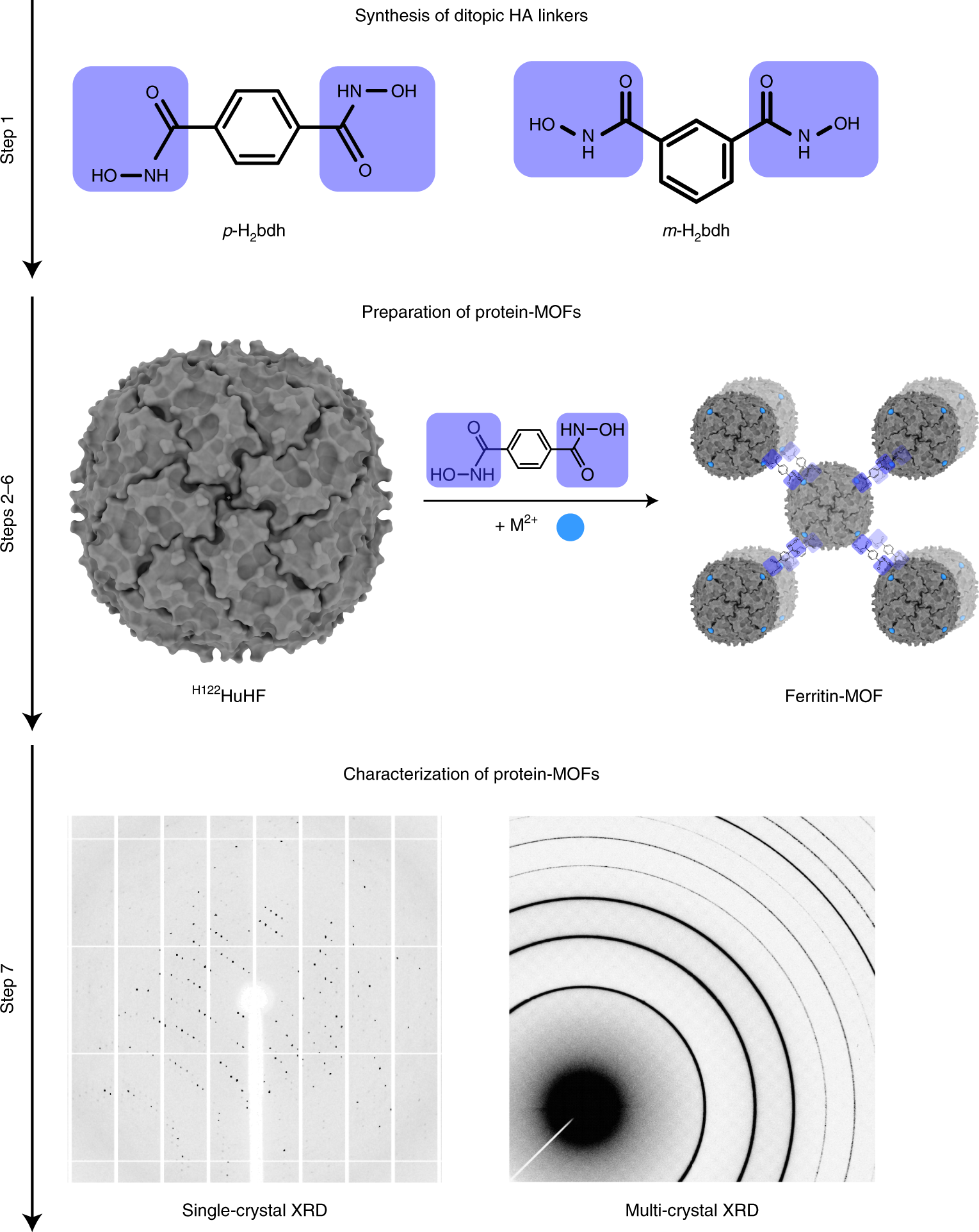 Fig. 4: Experimental overview for the generation of HA-mediated protein-MOFs (Procedure 2).