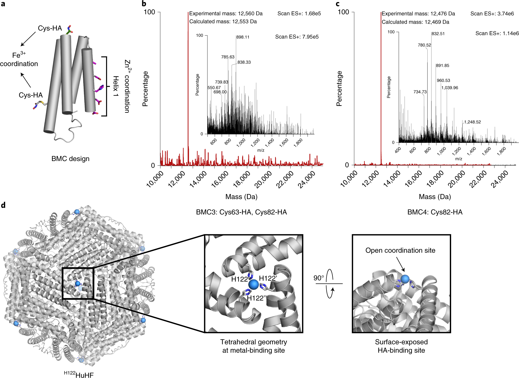 Fig. 5: Selection of the protein building blocks for HA-mediated self-assembly.