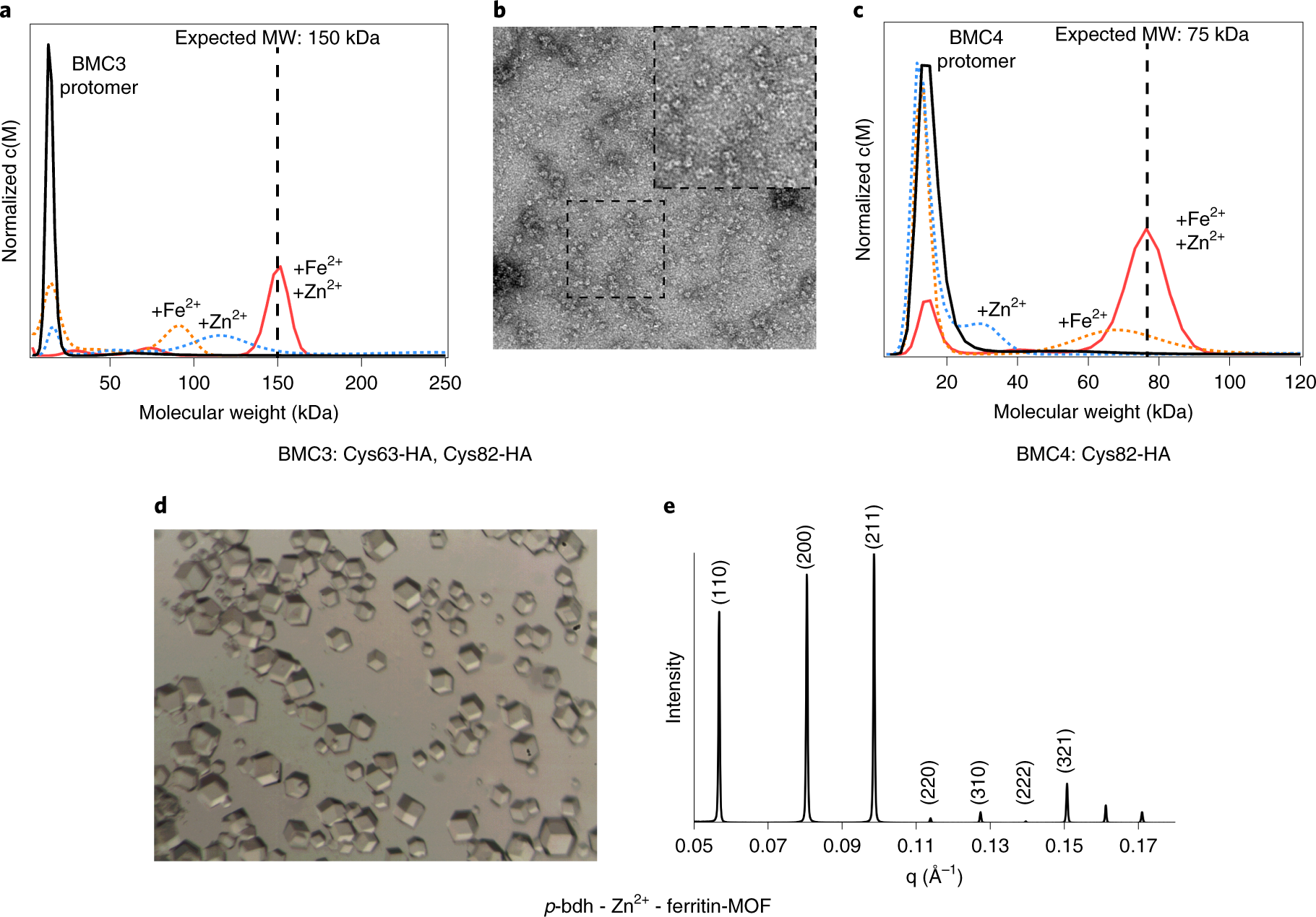 Fig. 8: Anticipated results for HA-mediated protein self-assembly.
