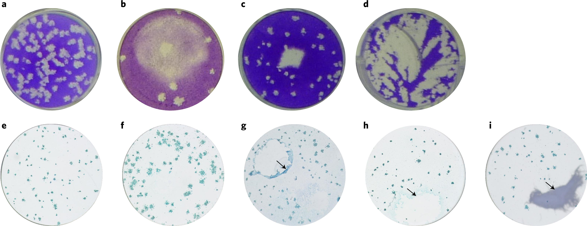 Fig. 7: Examples of potential issues that can occur during the PRNT and MNA assays.