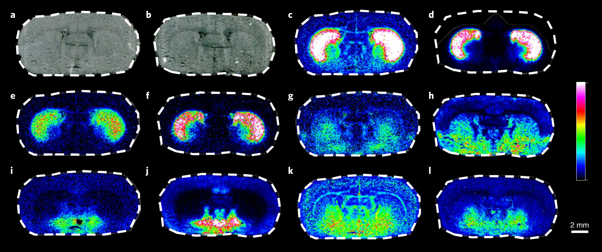Fig. 2: Detection of multiple neurotransmitters by MALDI-MSI using DPP and FMP-10.