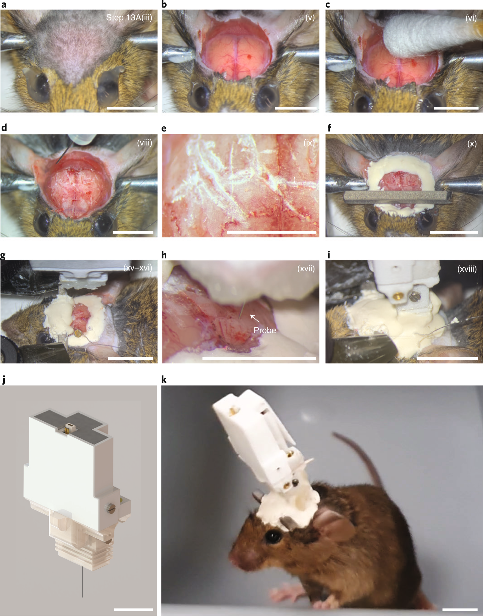 Fig. 8: Probe implantation in mouse.