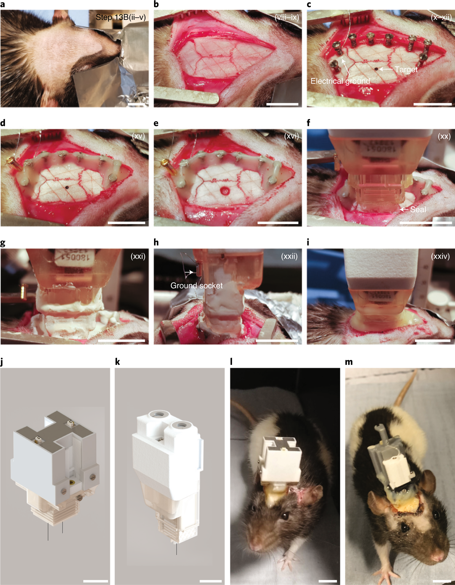 Fig. 9: Probe implantation in rat.