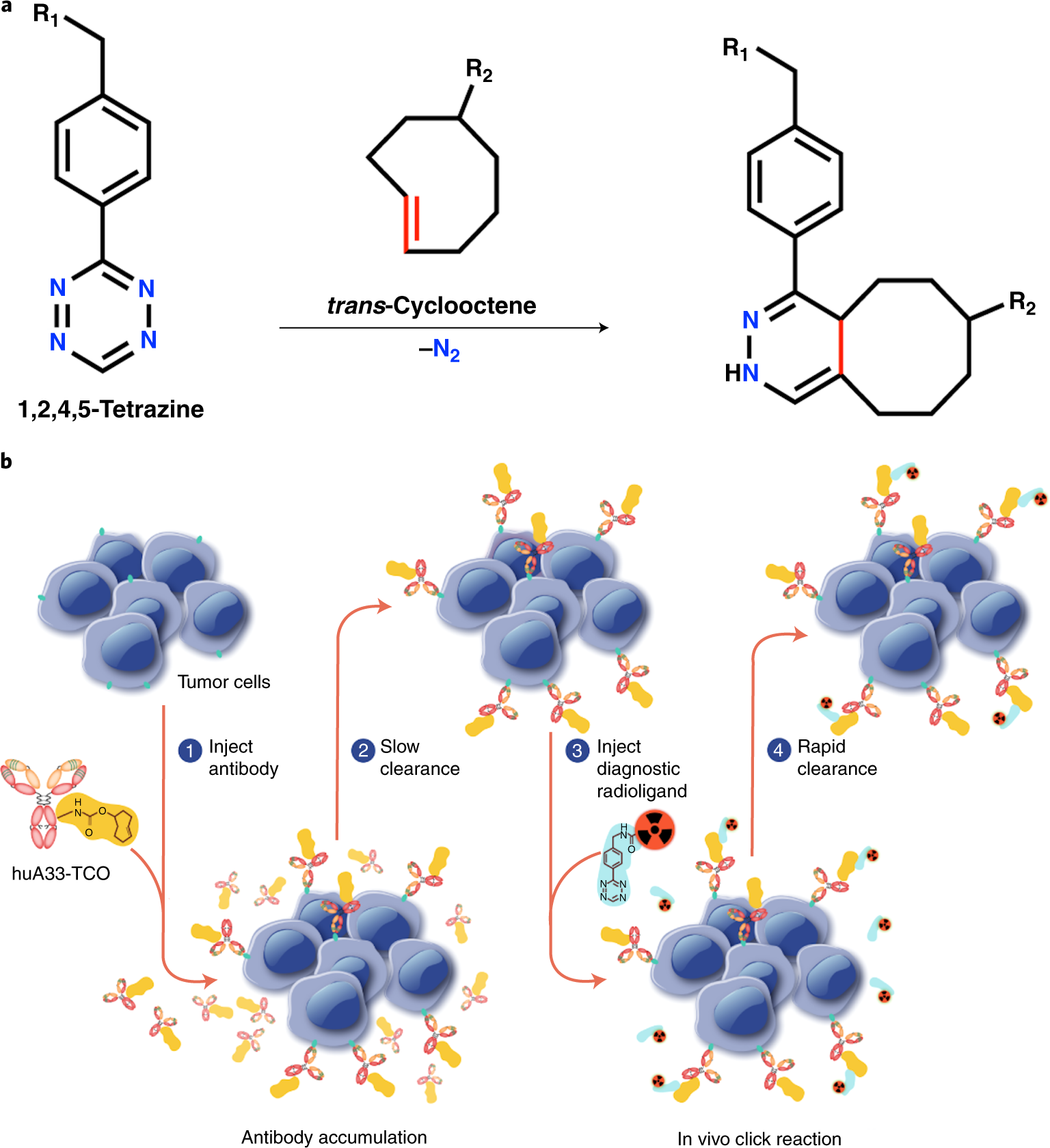 Fig. 1: In vivo pretargeting based on the IEDDA reaction.