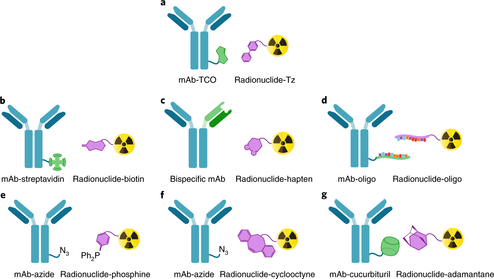 Fig. 2: Several ligation mechanisms have been leveraged to facilitate in vivo pretargeting.