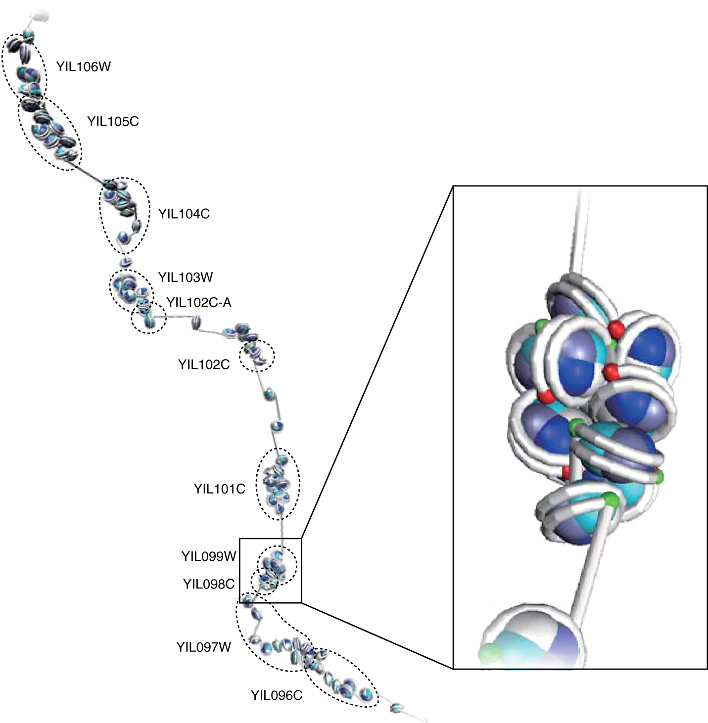 Fig. 10: 3D nucleosome folding structure.