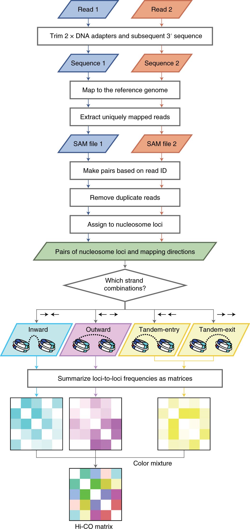 Fig. 2: A workflow of the sequenced read analysis to derive the Hi-CO matrix.