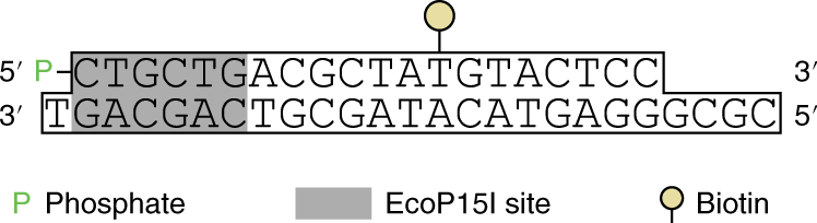 Fig. 4: Schematic representation of the DNA adaptors.