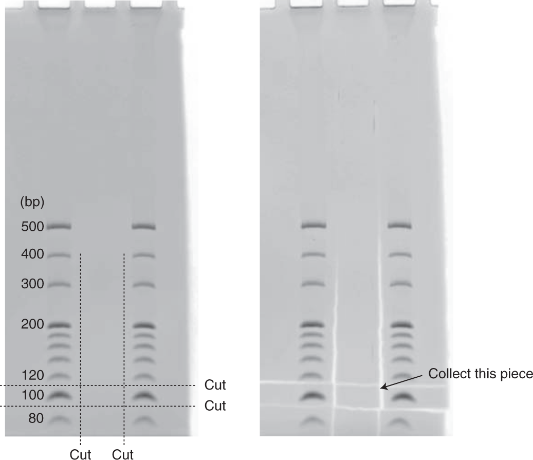 Fig. 5: Excision of a gel piece containing the ligation products.