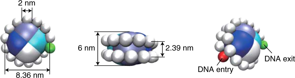 Fig. 7: The nucleosome model for the SA-MD simulation.