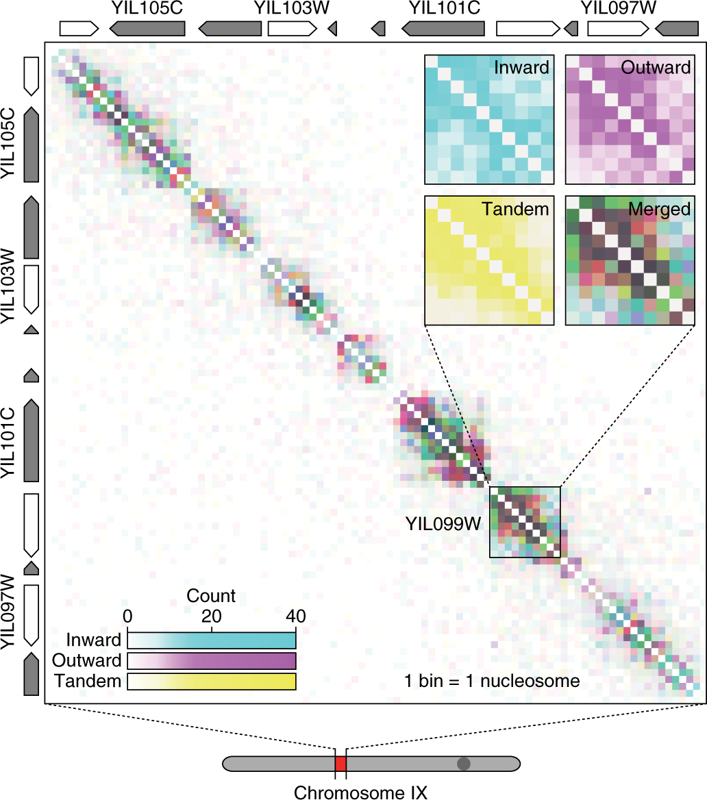 Fig. 9: Typical Hi-CO contact matrix.