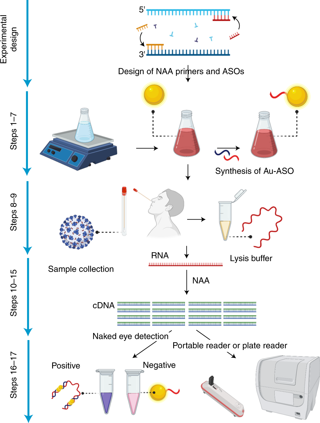 Fig. 1: Experimental workflow of the NACT test.