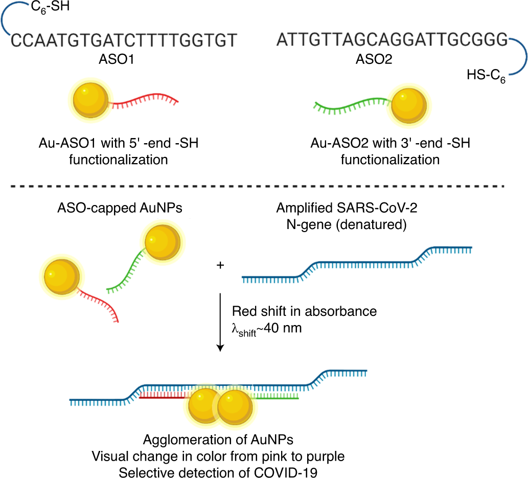 Fig. 3: Binding of the AuNPs capped with ASOs to its target.