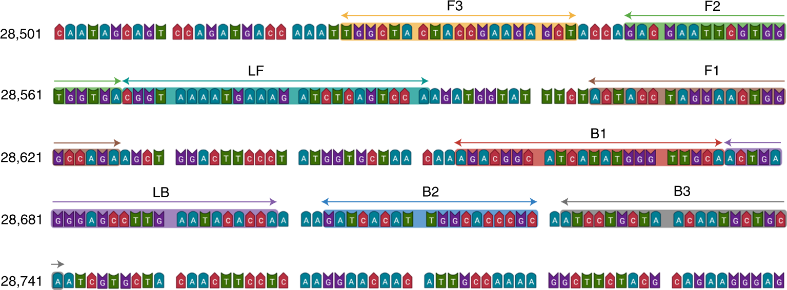 Fig. 4: Design of SARS-CoV-2 N gene-specific NAA primer sets.