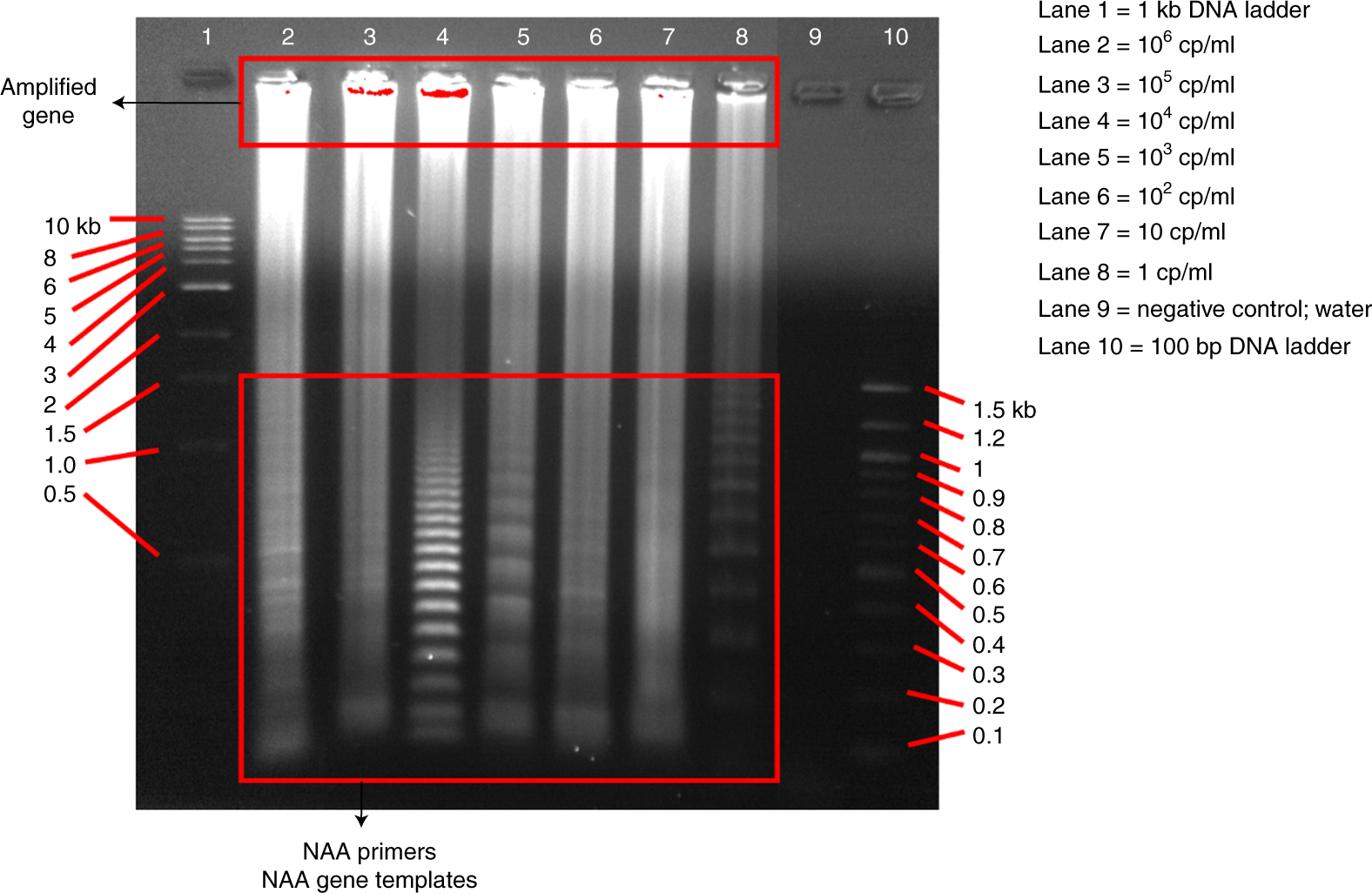 Fig. 5: Agarose gel electrophoresis of the reaction mixtures after the NAA step.