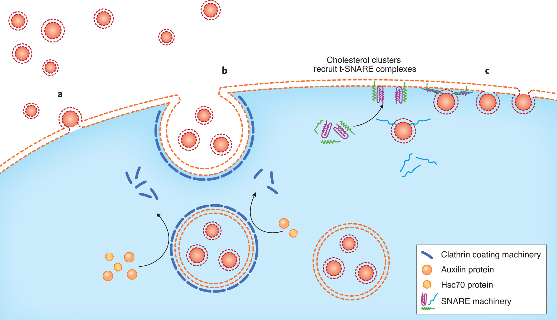 Fig. 2: Schematic representation of endocytic and fusion pathways recently investigated using SVA techniques.