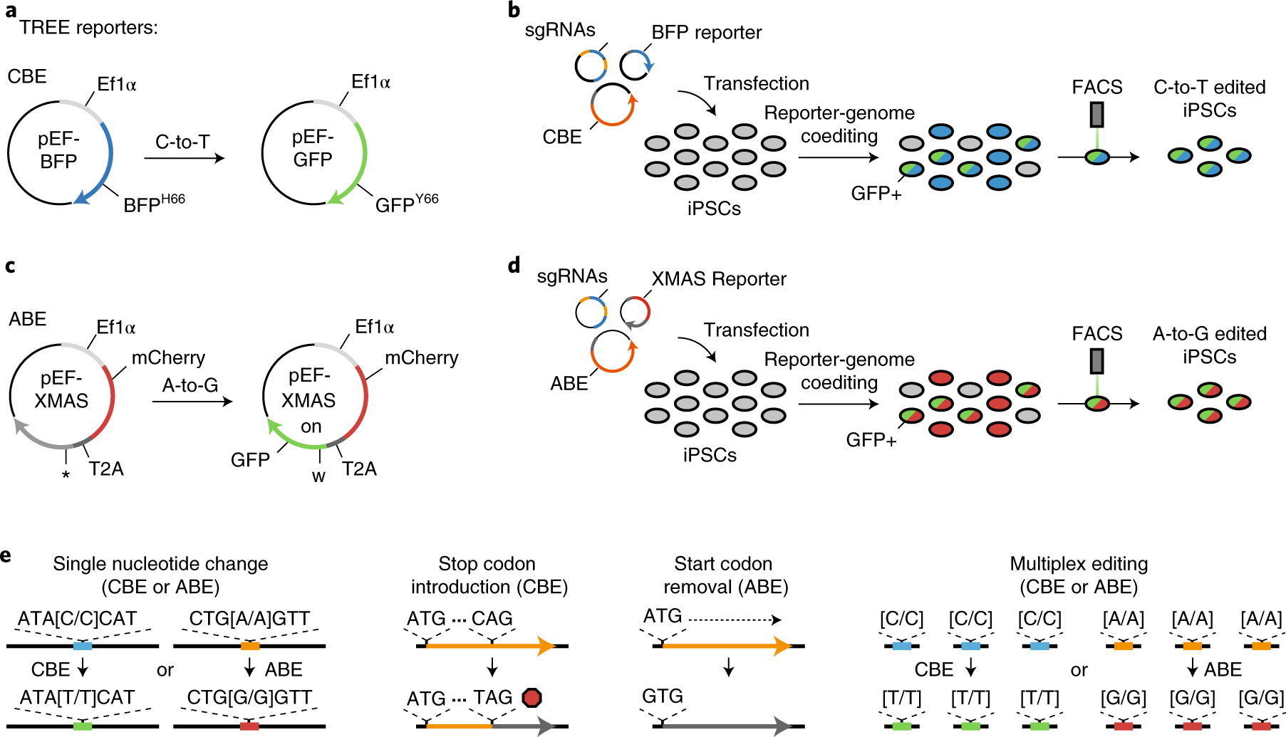 Fig. 1: Schematic of TREE reporters and TREE-based enrichment strategies.