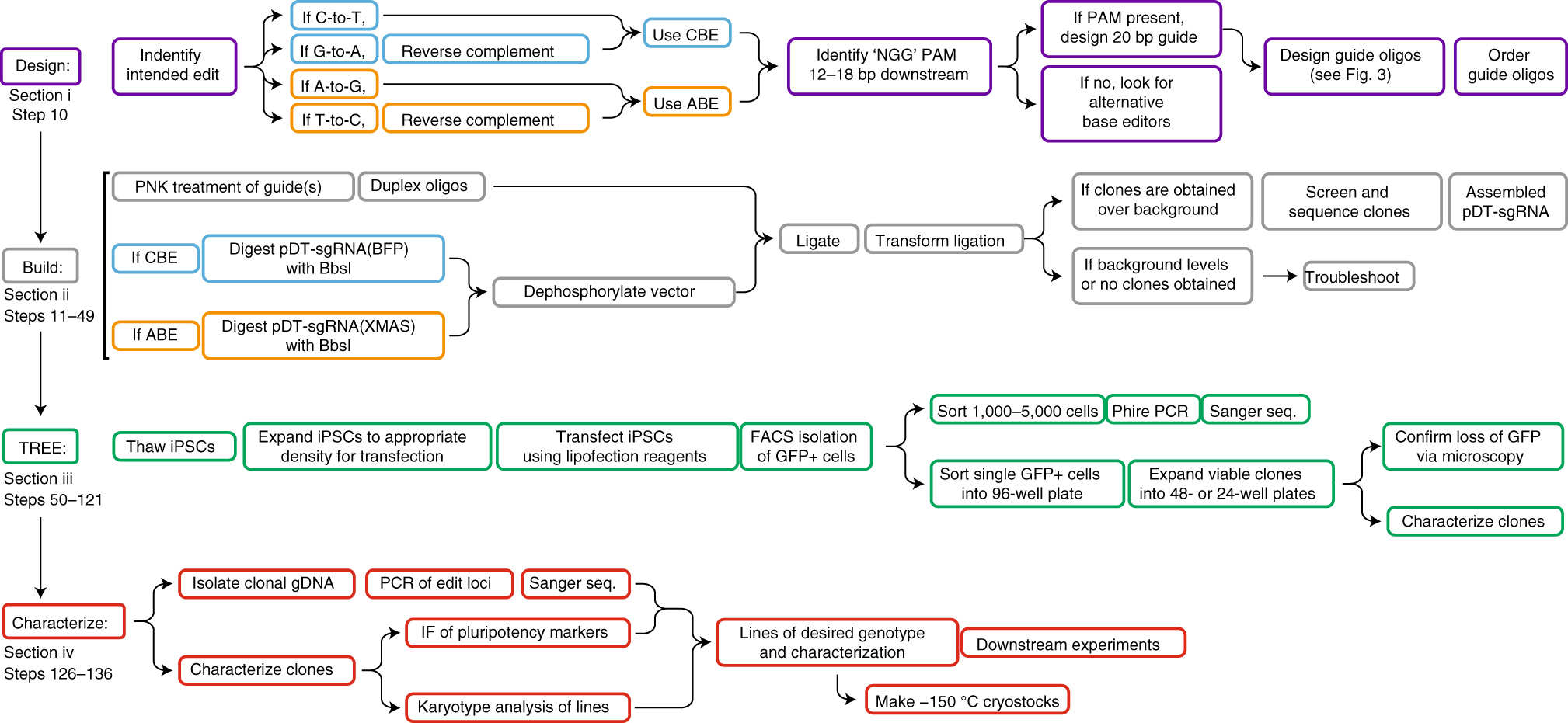 Fig. 2: Overview of protocol to employ TREE-based methods for the generation of isogenic hPSC lines.