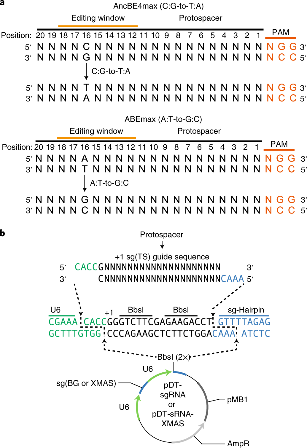 Fig. 3: sgRNA design and cloning into targeting vector.