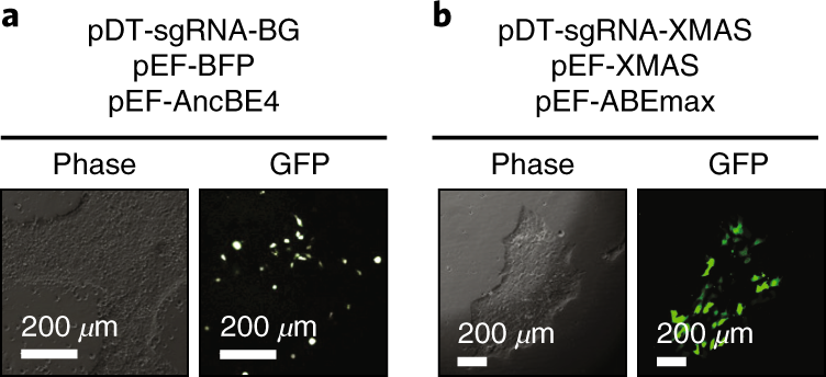 Fig. 4: Representative fluorescent microscopy analysis of hPSCs after transfection with TREE plasmids.