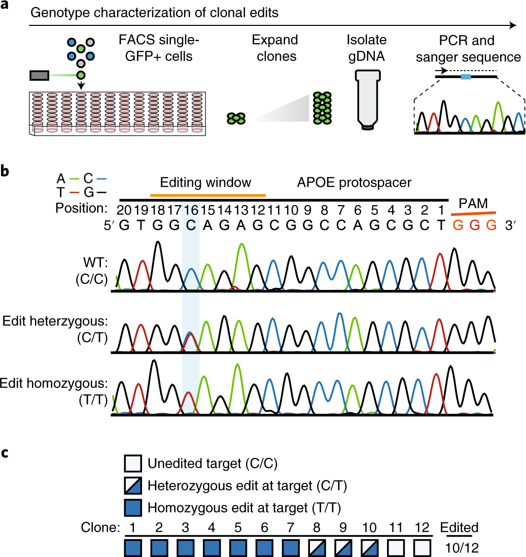 Fig. 7: Representative data from generation of clonal isogenic hPSCs.