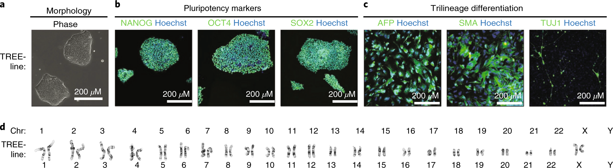 Fig. 8: Phenotypic characterization of clonal isogenic hPSCs.