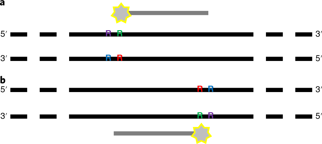 Fig. 2: rNMP position in sequencing reads for each rNMP sequencing technique.