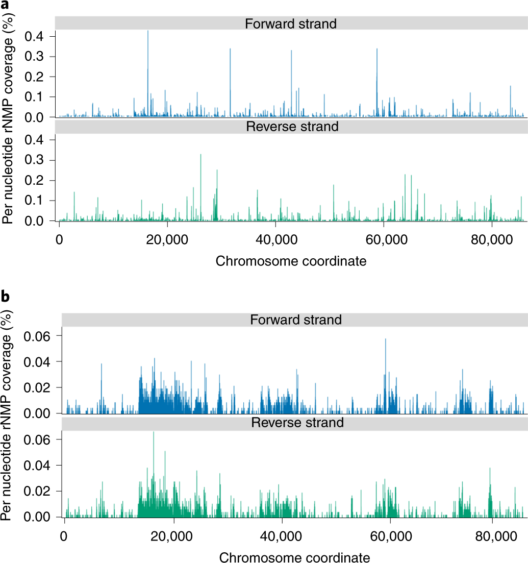Fig. 5: Distribution of rNMPs in yeast mitochondrial DNA.