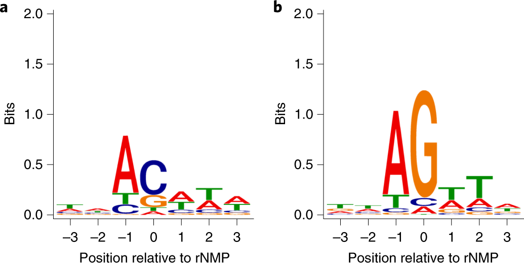 Fig. 6: Consensus sequences of hotspots in yeast mitochondrial DNA.