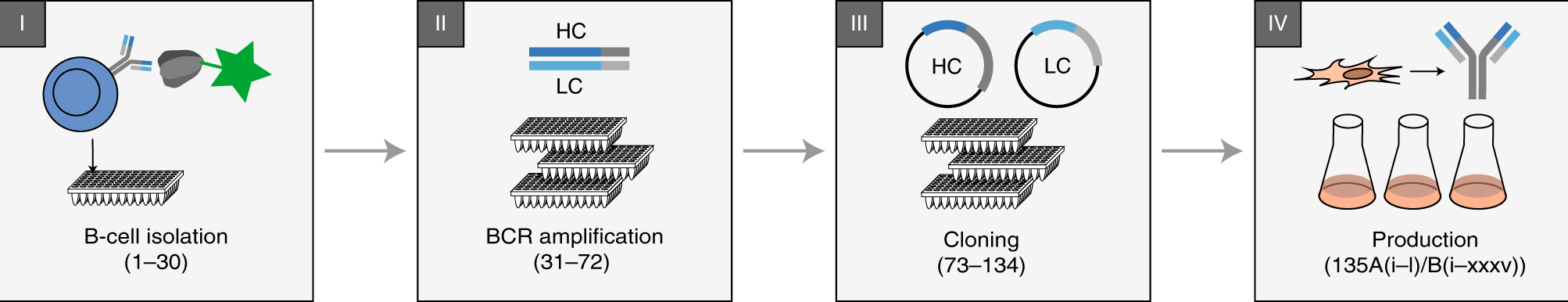 Fig. 1: Critical steps in single-cell B-cell cloning workflows.