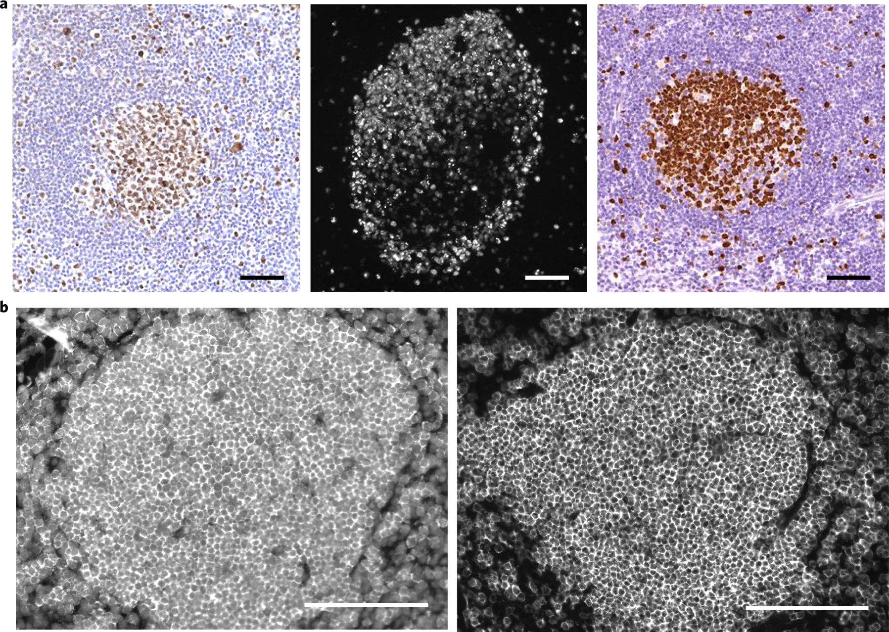 Fig. 11: Validation of CODEX antibody staining.