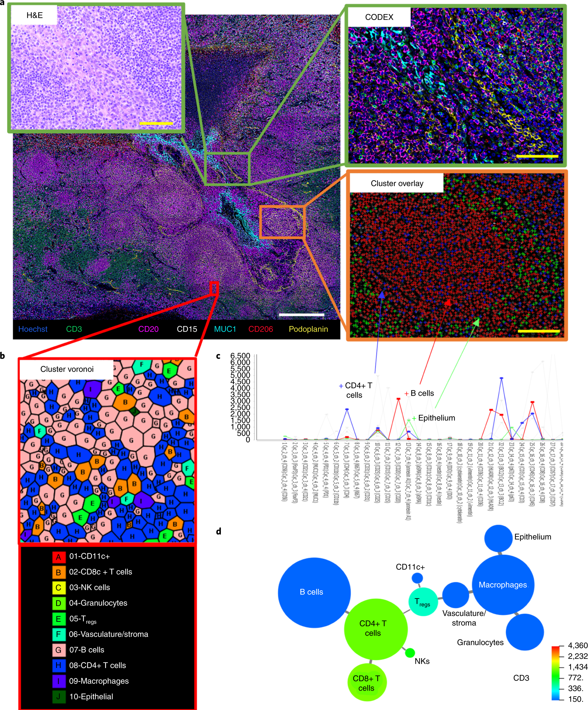 Fig. 12: Results from a CODEX multicycle experiment of human FFPE tonsil.