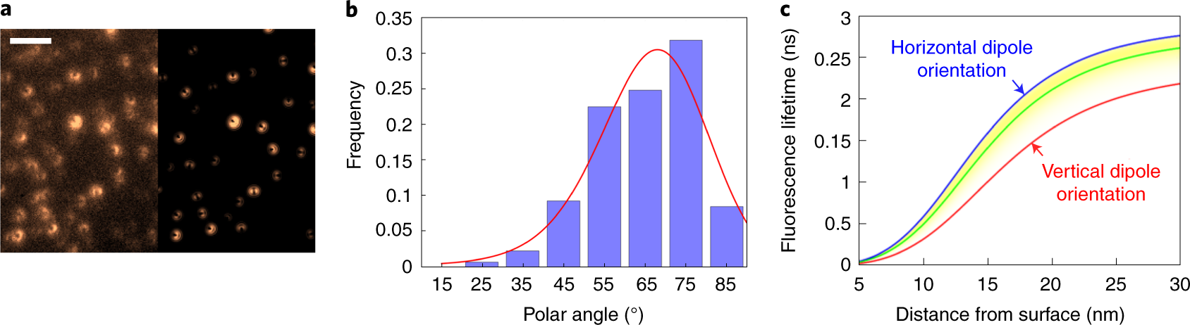 Fig. 3: Orientation of fluorescent emitters.