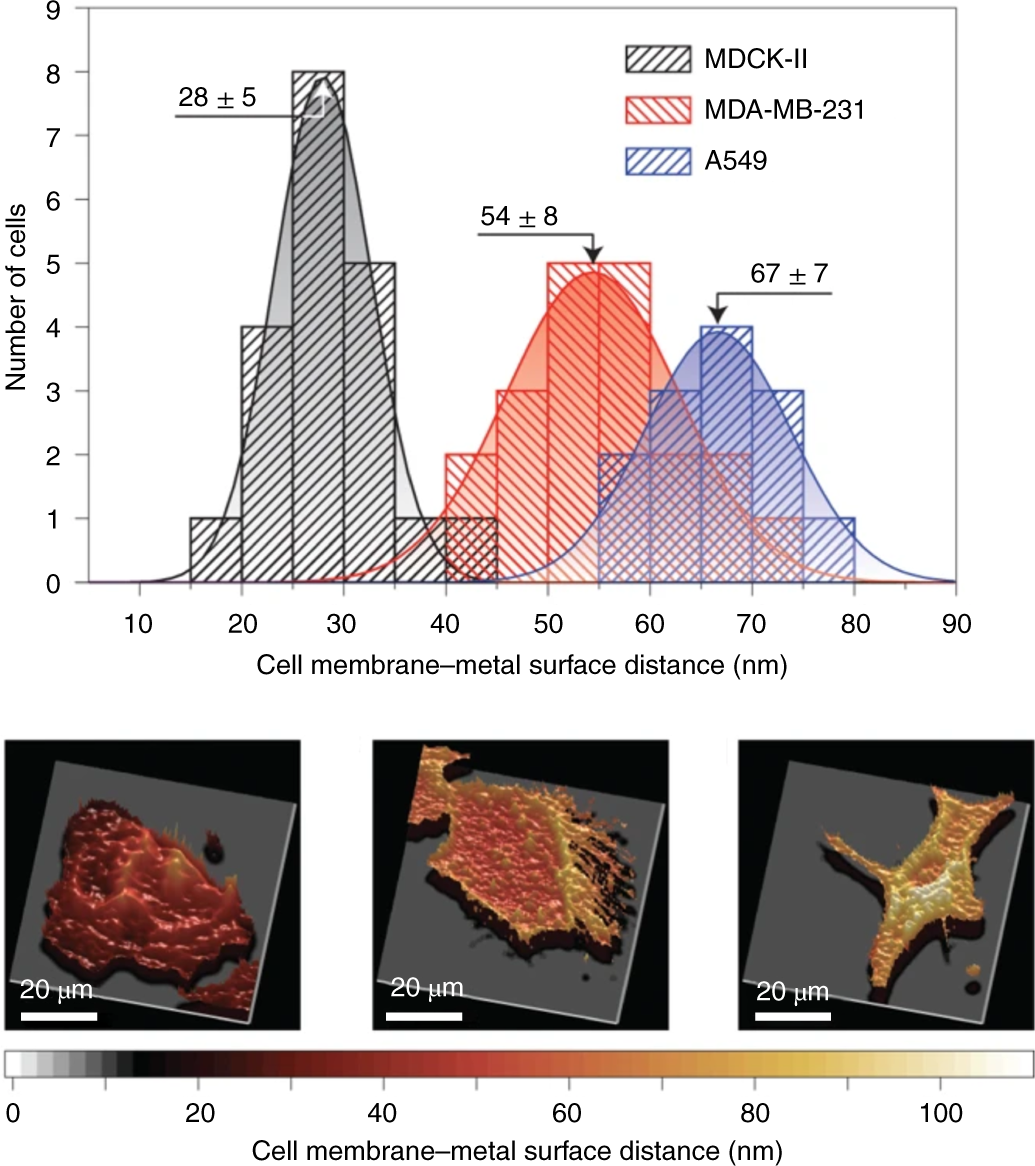 Fig. 6: Comparison of basal membrane profiles of three different cell types.