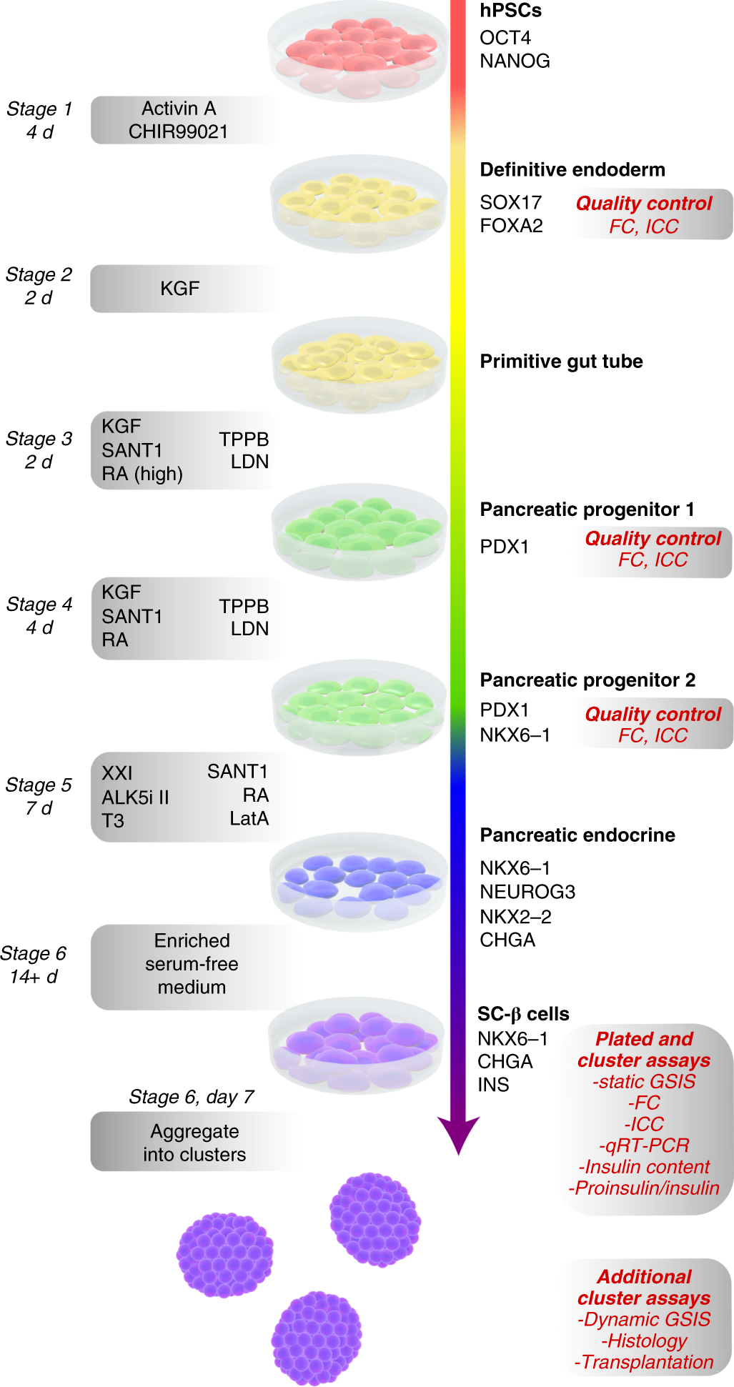 Fig. 1: Overview of the six-stage SC-β-cell differentiation protocol.