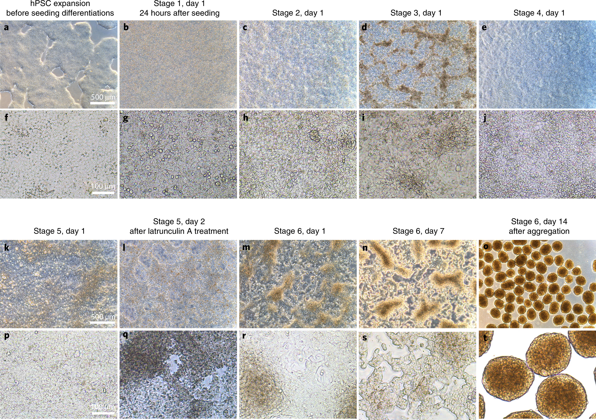 Fig. 2: Morphology of differentiating cells.