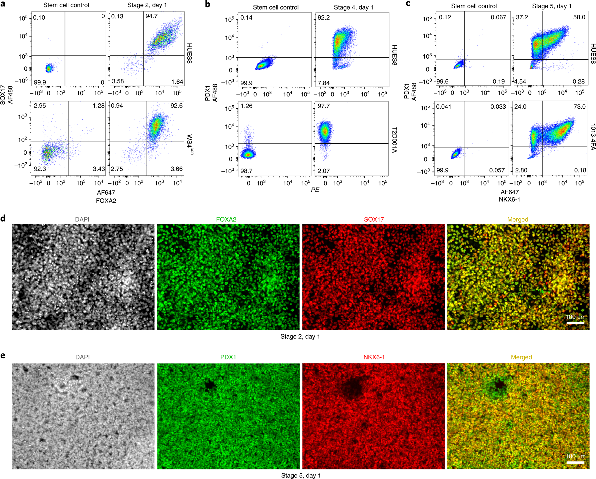 Fig. 3: Quality control during differentiation.