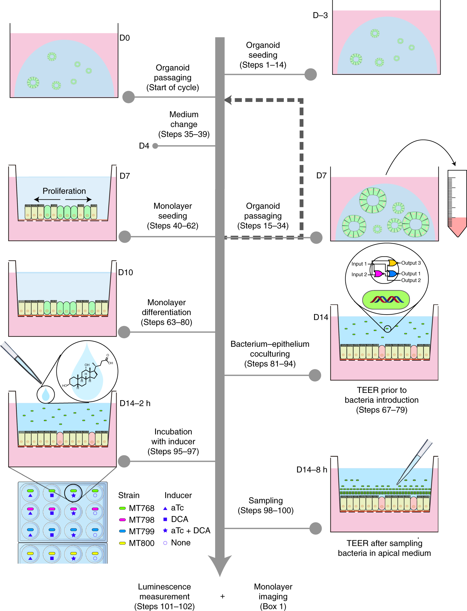 Fig. 1: Schematic workflow to generate differentiated colon epithelial monolayers and coculture with engineered B. thetaiotaomicron.