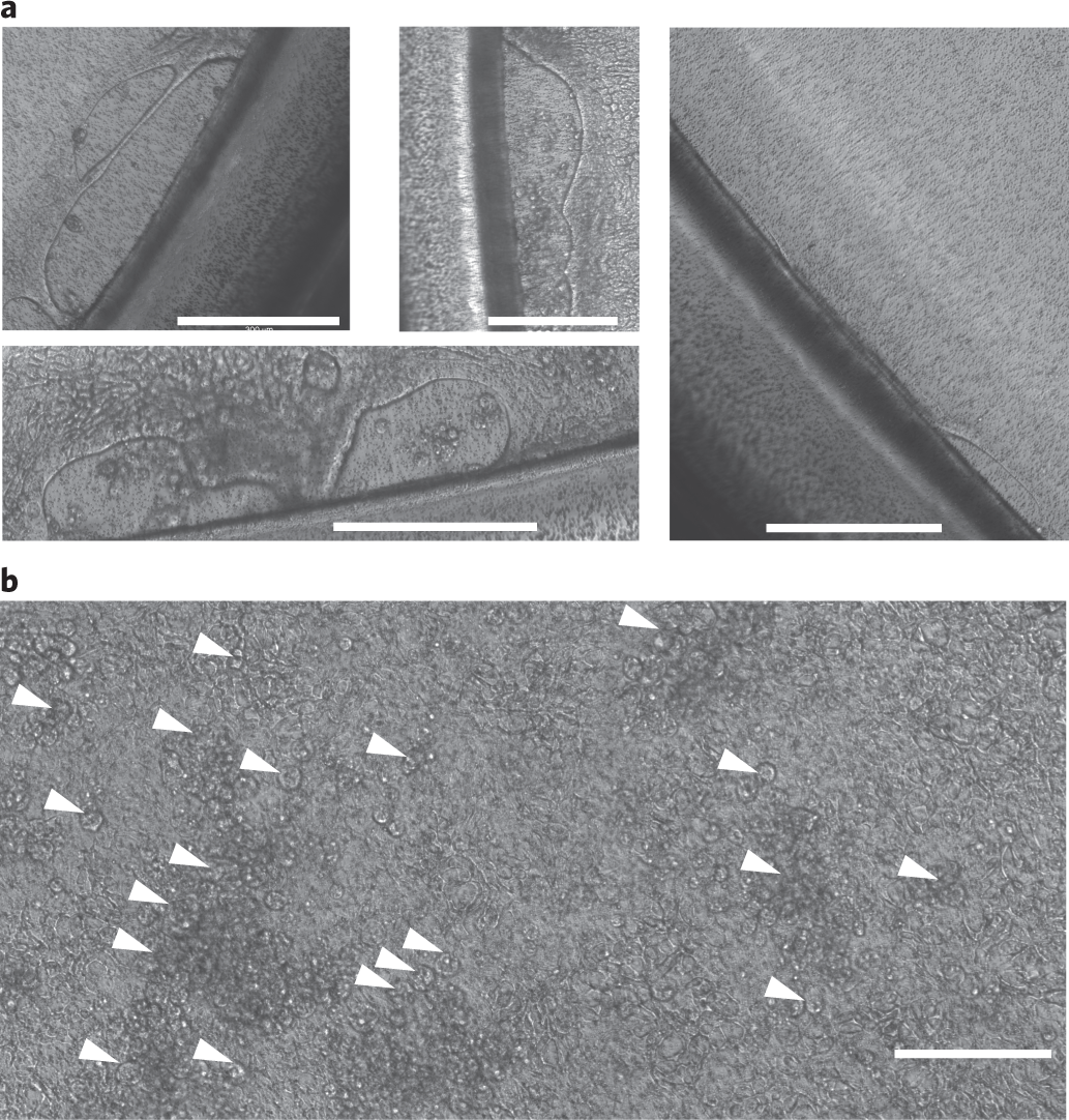 Fig. 5: Representative images of failed monolayers that show regions with holes or the presence of excessive dead cells after exposure to bacterial medium.