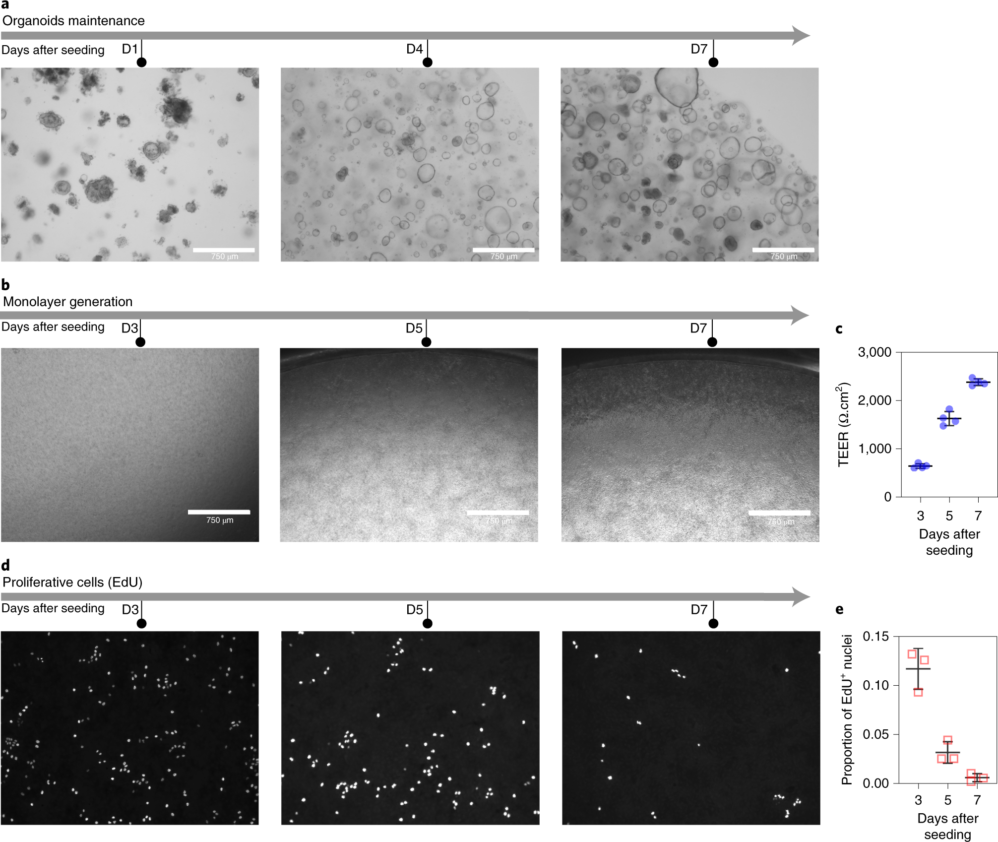 Fig. 6: Representative images of organoids, monolayers and proliferative cells in those monolayers.