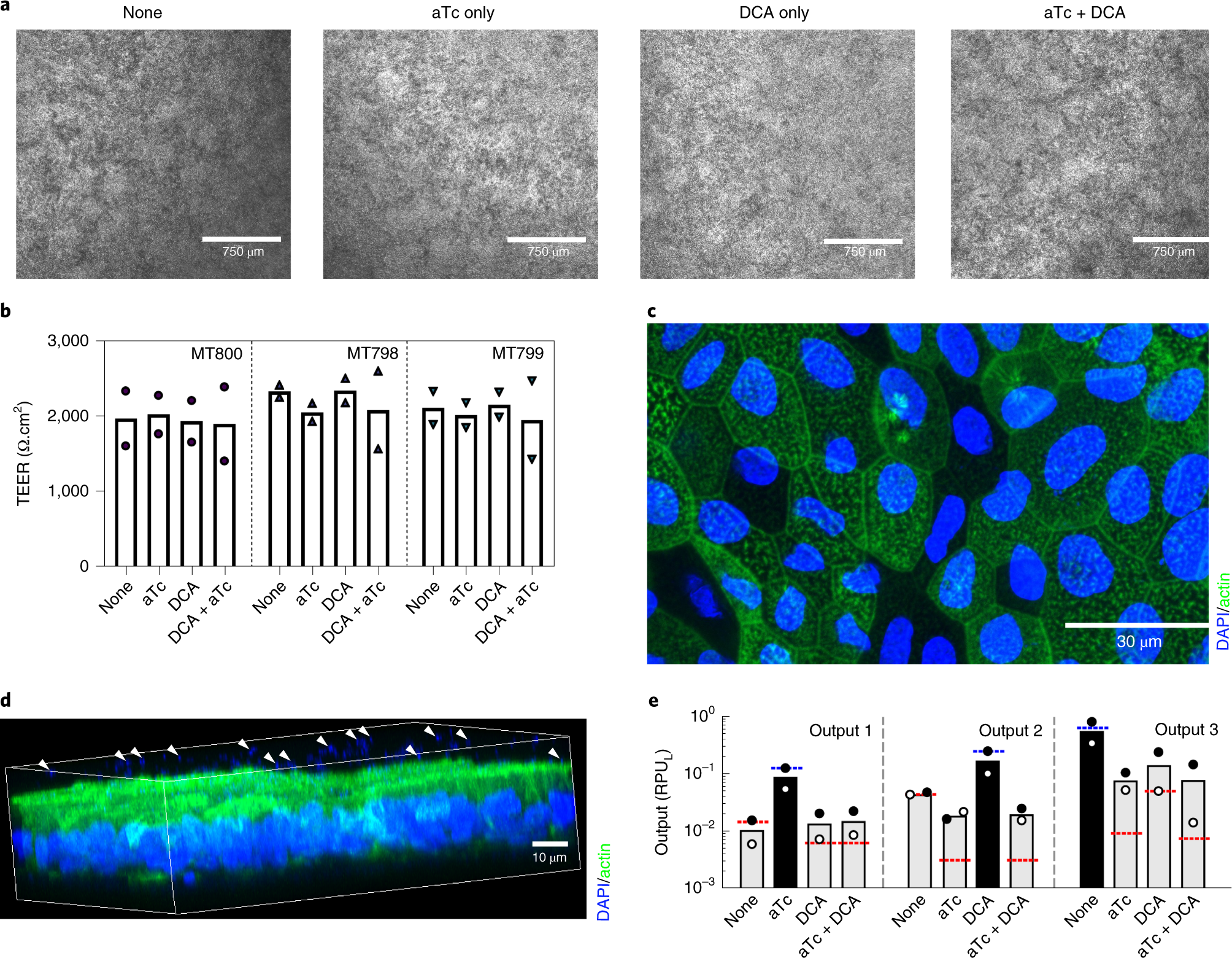 Fig. 7: Evaluation on the integrity of monolayers and response of B. thetaiotaomicron to inducers after coculture.