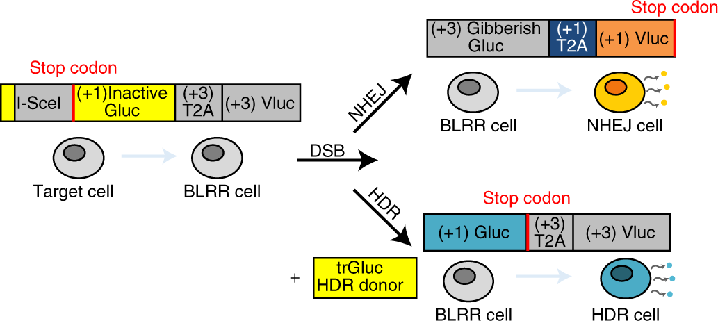 Fig. 1: BLRR reporter design.