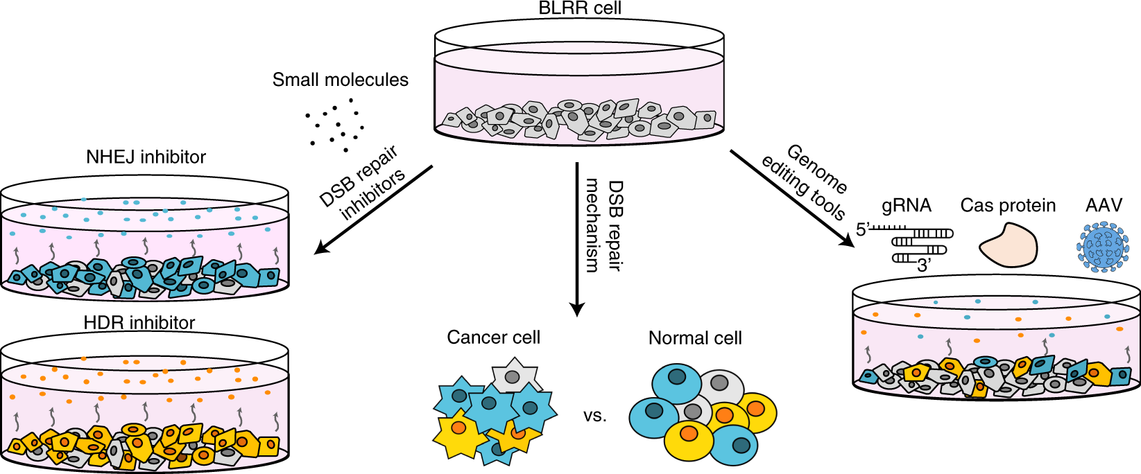 Fig. 2: Potential applications of the BLRR assay.