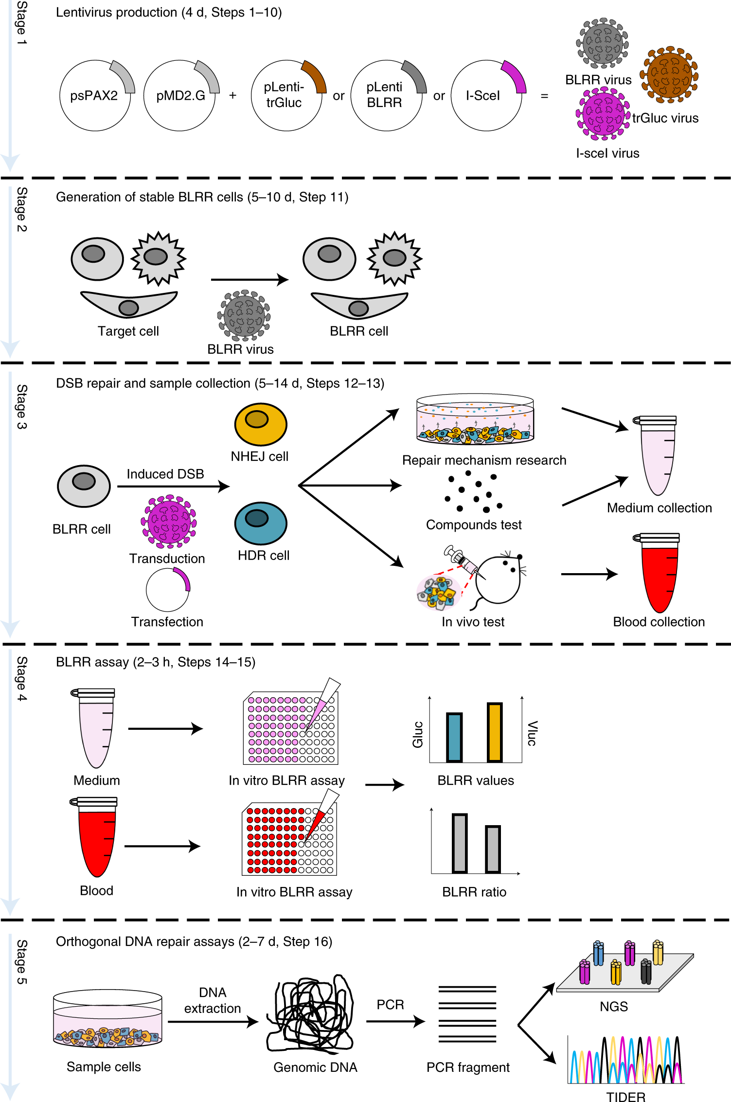 Fig. 4: Overview of the BLRR assay procedure.