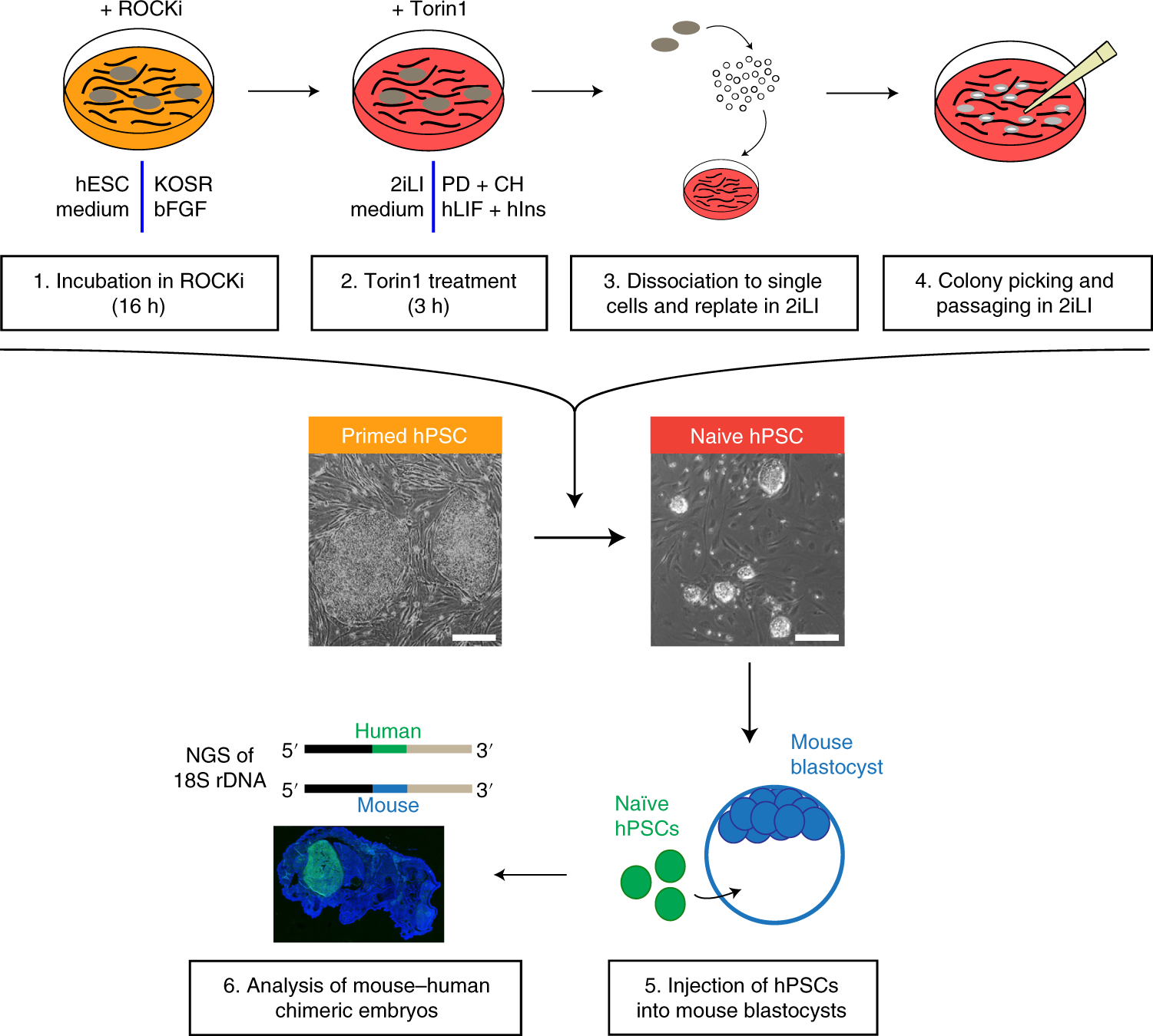 Fig. 1: Overview of the protocol.